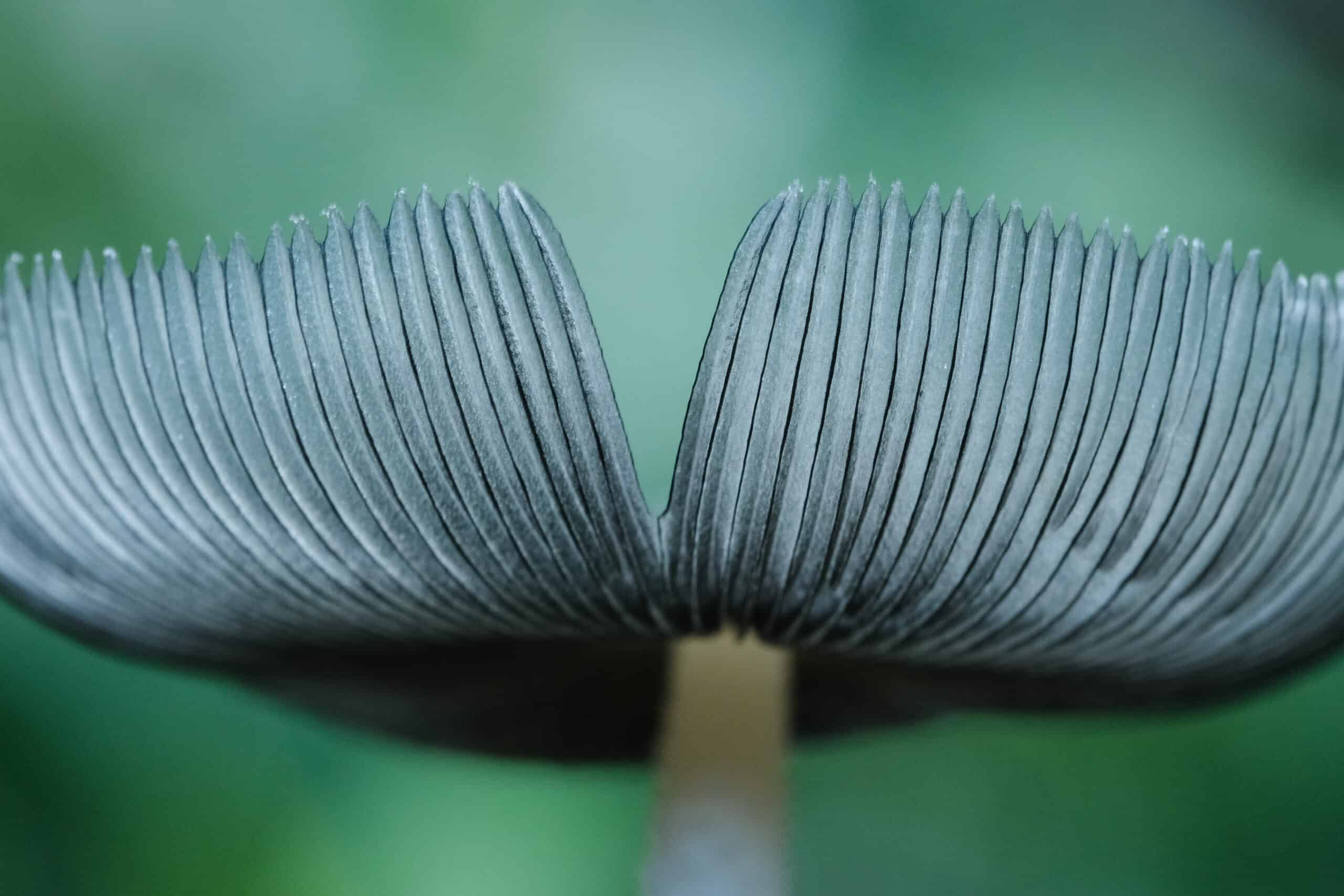 Scholtz_Elegant Simplicity - Forest Mushroom