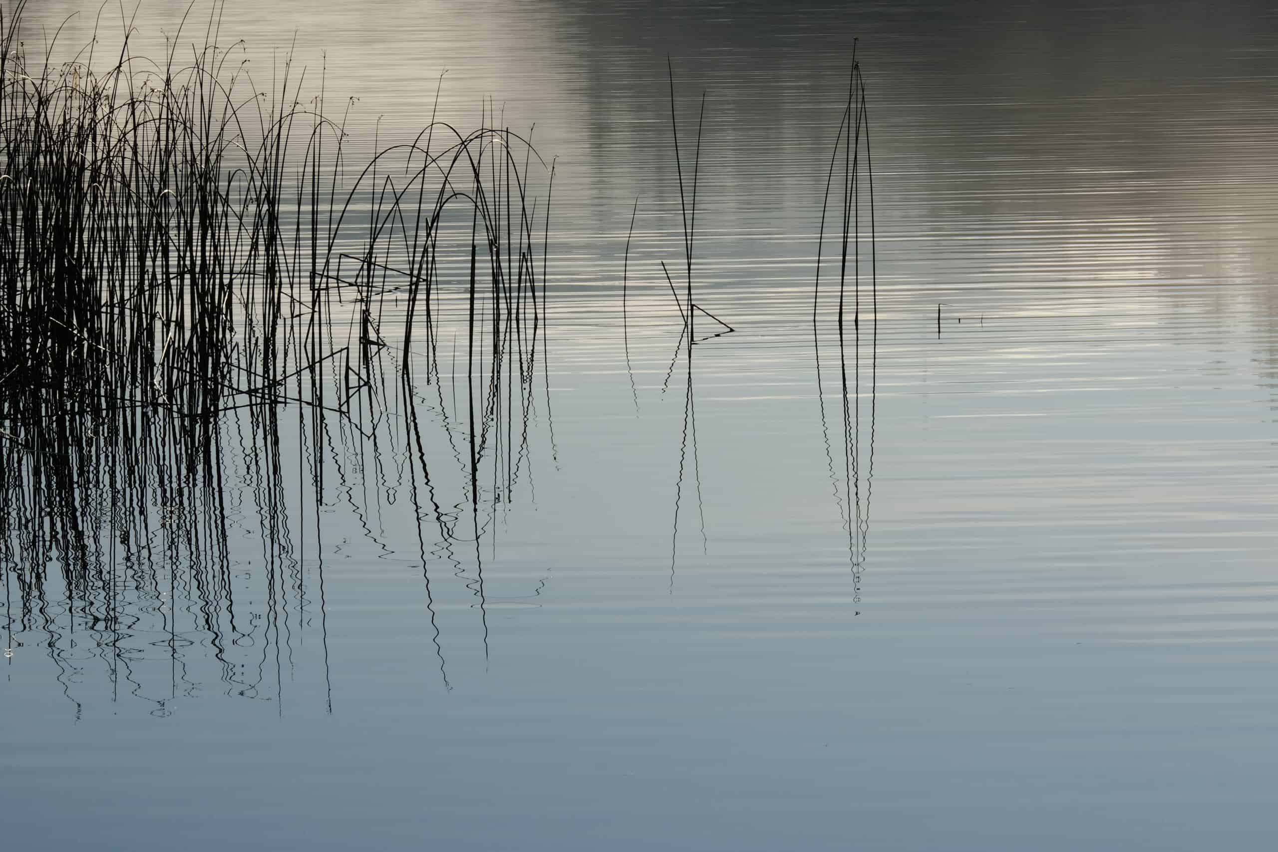 Scholtz_Reeds and Reflections