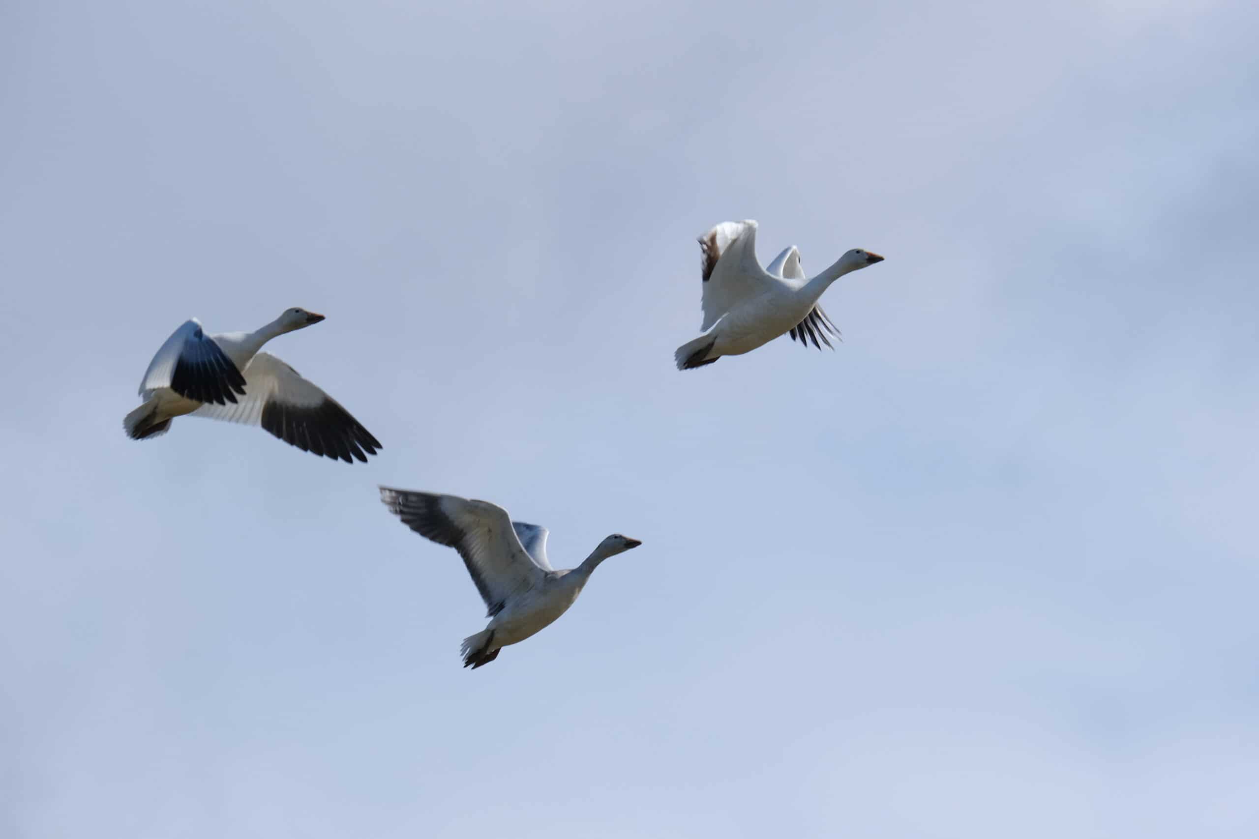 Scholtz_Snow Geese in Flight