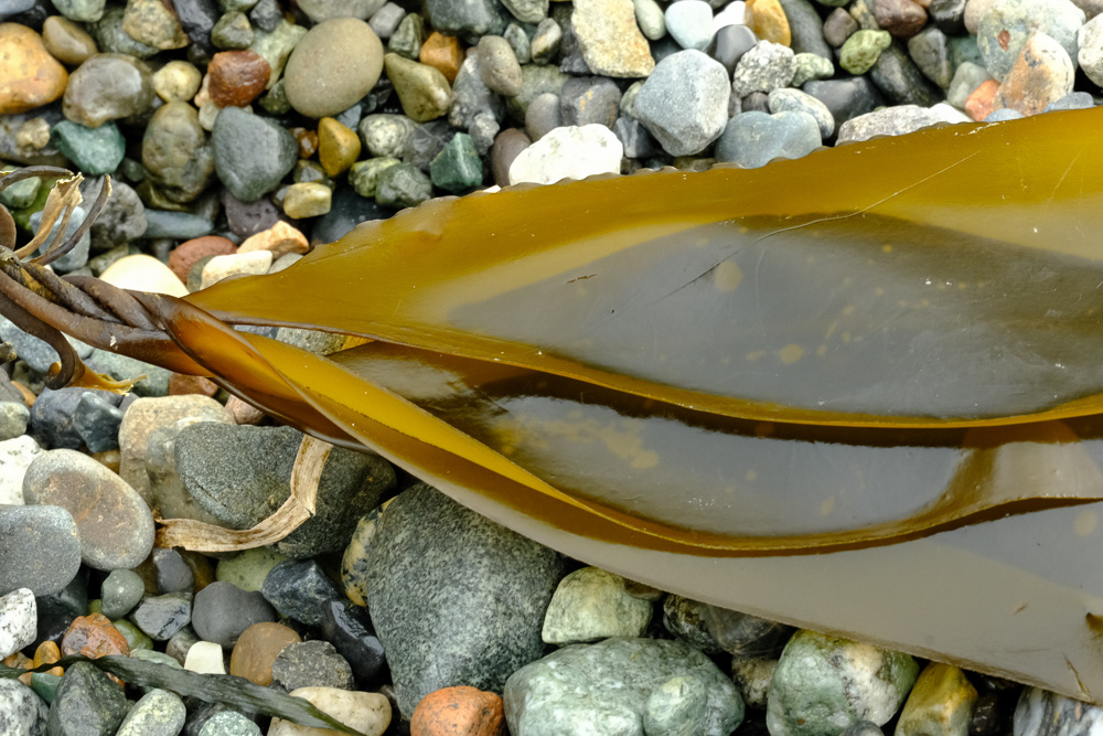 DSCF8167-17