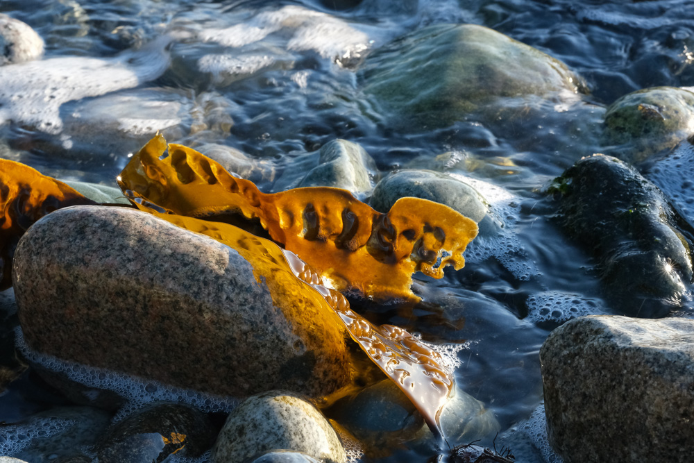 DSCF8466-15